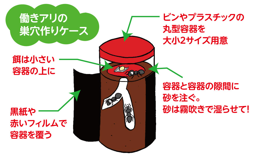 働きアリだけで採集・飼育するには