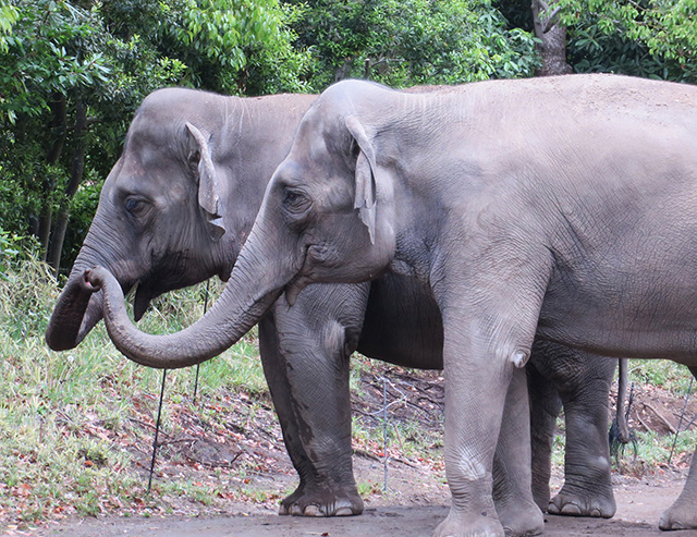 インドゾウ/よこはま動物園ズーラシア(神奈川県/横浜市)