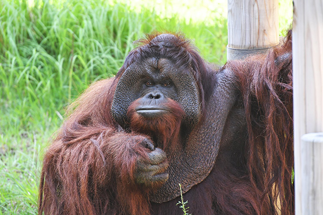 ボルネオオランウータン/よこはま動物園ズーラシア(神奈川県/横浜市)