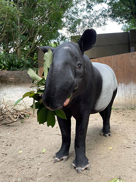 マレーバク/よこはま動物園ズーラシア(神奈川県/横浜市)