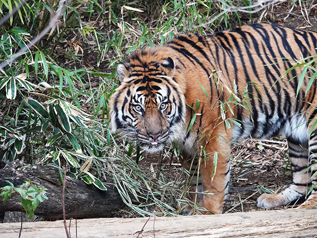 スマトラトラ/よこはま動物園ズーラシア(神奈川県/横浜市)