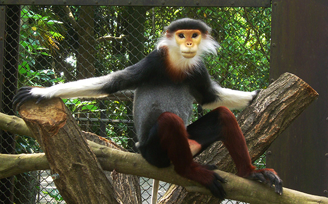 アカアシドゥクラングール/よこはま動物園ズーラシア(神奈川県/横浜市)