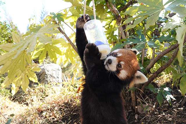 レッサーパンダ/よこはま動物園ズーラシア(神奈川県/横浜市)