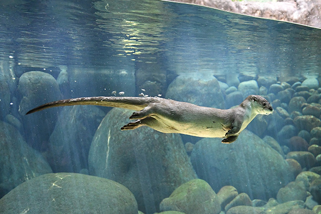 ユーラシアカワウソ/よこはま動物園ズーラシア(神奈川県/横浜市)