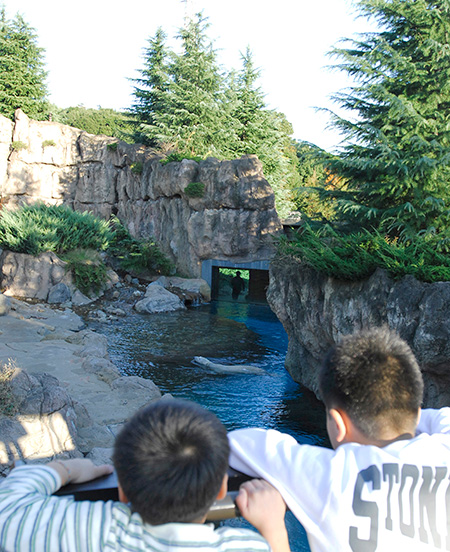ホッキョクグマ/よこはま動物園ズーラシア(神奈川県/横浜市)