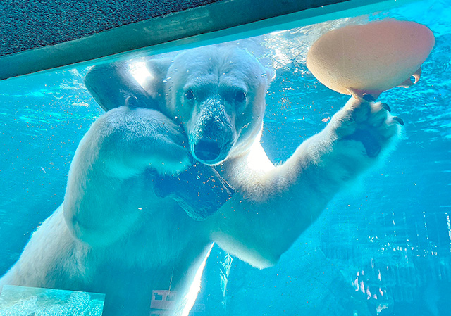 ホッキョクグマの「ツヨシ」/よこはま動物園ズーラシア(神奈川県/横浜市)