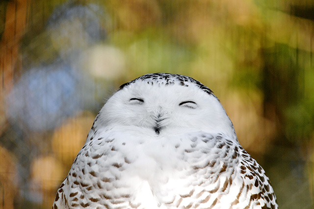 シロフクロウ/よこはま動物園ズーラシア(神奈川県/横浜市)