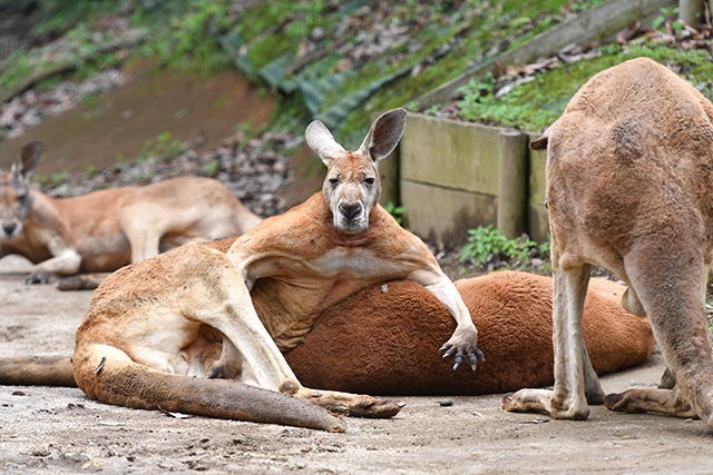 アカカンガルー/よこはま動物園ズーラシア(神奈川県/横浜市)