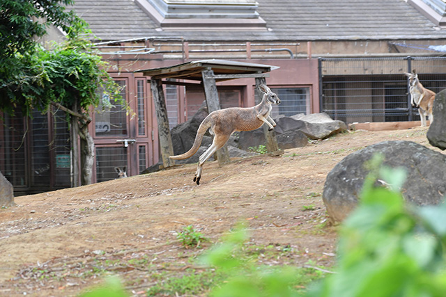 アカカンガルー/よこはま動物園ズーラシア(神奈川県/横浜市)