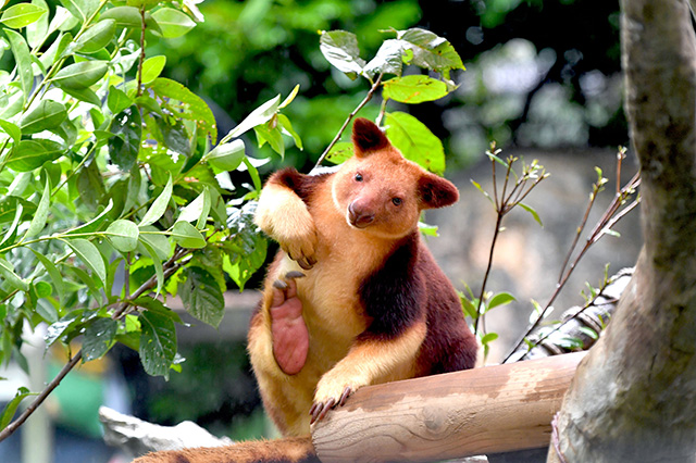 セスジキノボリカンガルー/よこはま動物園ズーラシア(神奈川県/横浜市)