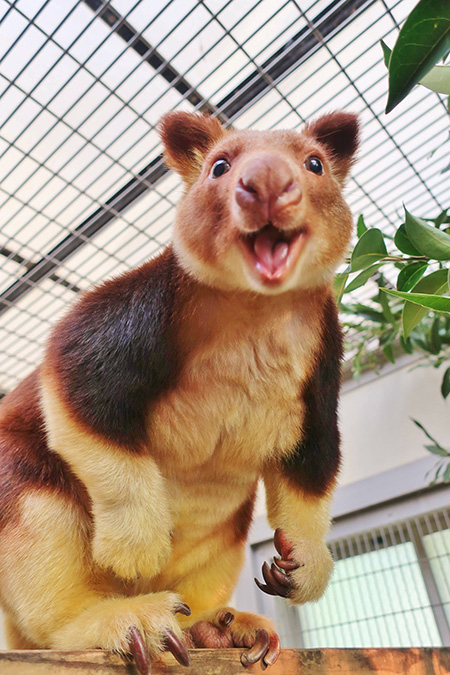 セスジキノボリカンガルー/よこはま動物園ズーラシア(神奈川県/横浜市)