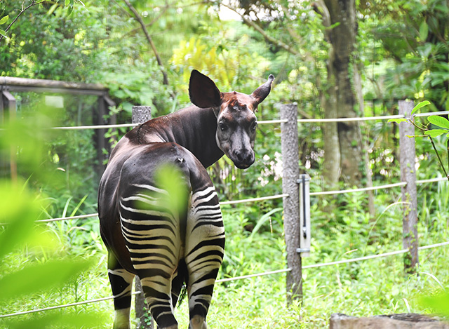 オカピ メスの「ララ」/よこはま動物園ズーラシア(神奈川県/横浜市)
