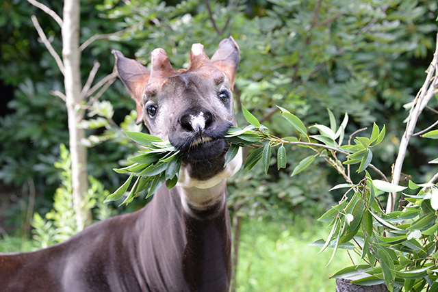 オカピ「ホダーリ」/よこはま動物園ズーラシア(神奈川県/横浜市)