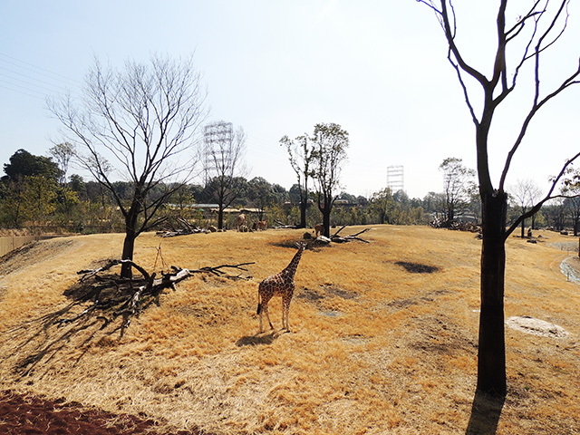 「アフリカのサバンナ」/よこはま動物園ズーラシア(神奈川県/横浜市)