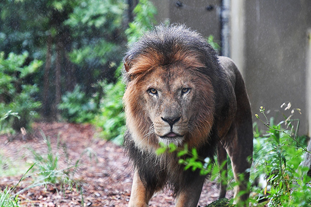 ライオン オスの「フク」/よこはま動物園ズーラシア(神奈川県/横浜市)