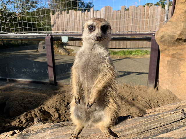 ミーアキャット/よこはま動物園ズーラシア(神奈川県/横浜市)