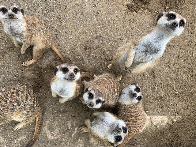 ミーアキャット/よこはま動物園ズーラシア(神奈川県/横浜市)