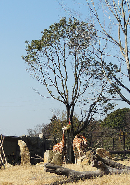 キリン/よこはま動物園ズーラシア(神奈川県/横浜市)
