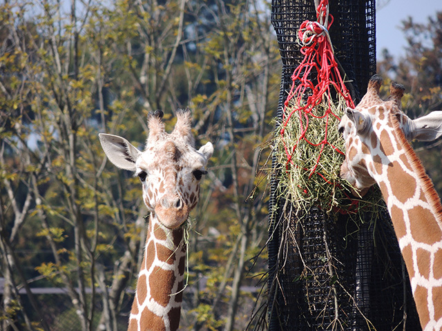 食事中の麒麟/よこはま動物園ズーラシア(神奈川県/横浜市)