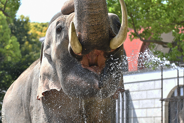 インドゾウ/よこはま動物園ズーラシア(神奈川県/横浜市)