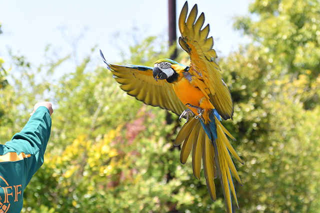 バードショー/よこはま動物園ズーラシア(神奈川県/横浜市)