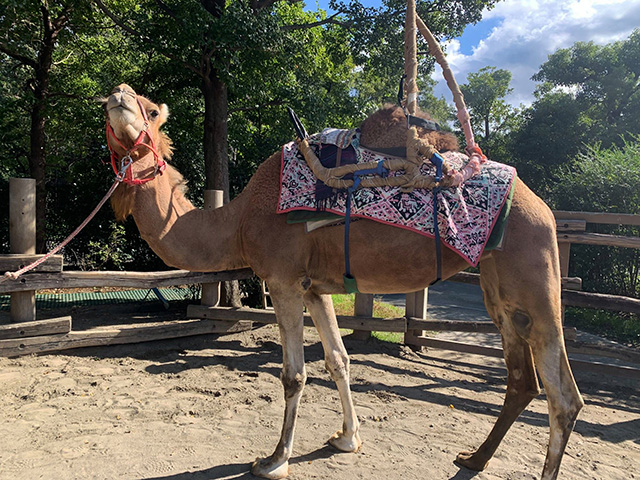ラクダライド/よこはま動物園ズーラシア(神奈川県/横浜市)