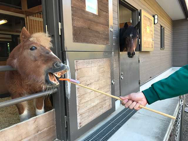 ウマのエサやり体験/よこはま動物園ズーラシア(神奈川県/横浜市)