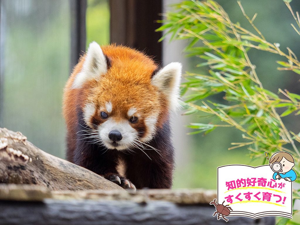 千葉市動物公園（千葉県）