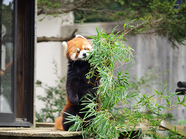 レッサーパンダ/千葉市動物公園(千葉県)