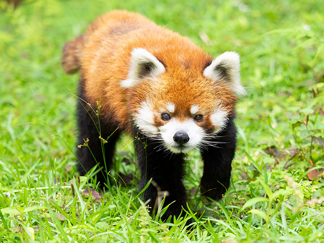 レッサーパンダ「風太」/千葉市動物公園(千葉県)