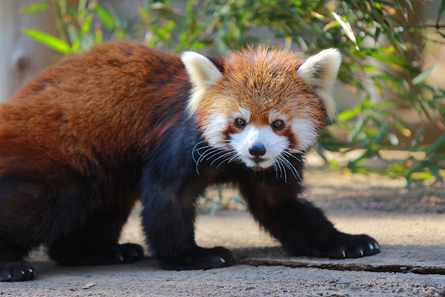 レッサーパンダ:「メイタ」/千葉市動物公園(千葉県)