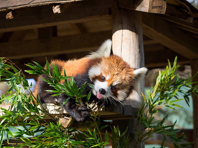レッサーパンダ:「ユウ」/千葉市動物公園(千葉県)