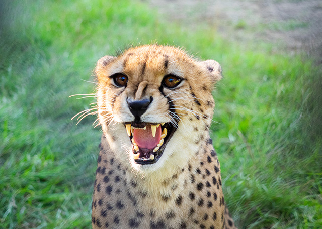 チーター「アジャヴ」/千葉市動物公園(千葉県)