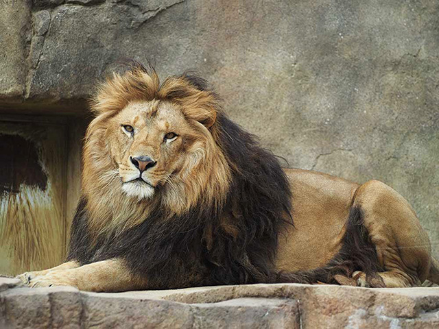 ライオン「アレン」/千葉市動物公園(千葉県)