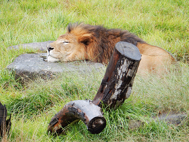 ライオン「トウヤ」/千葉市動物公園(千葉県)