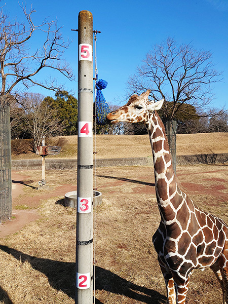 キリン「ヨウタ」/千葉市動物公園(千葉県)