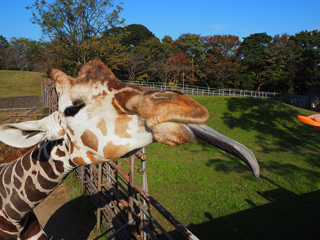 アミメキリンの舌/千葉市動物公園(千葉県)