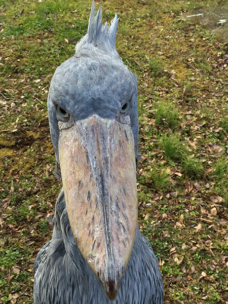 ハシビロコウ「じっと」/千葉市動物公園(千葉県)