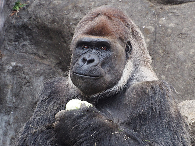 ニシゴリラ:オスの「モンタ」/千葉市動物公園(千葉県)