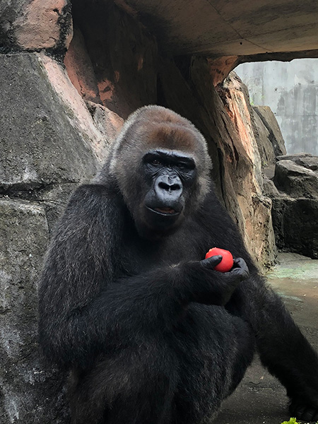 ニシゴリラ:メス「ローラ」/千葉市動物公園(千葉県)