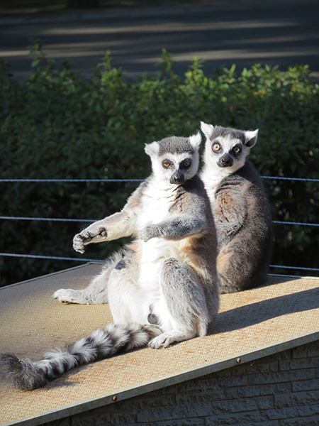 ワオキツネザル/千葉市動物公園(千葉県)