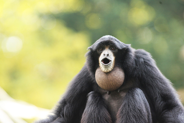 フクロテナガザル/千葉市動物公園(千葉県)