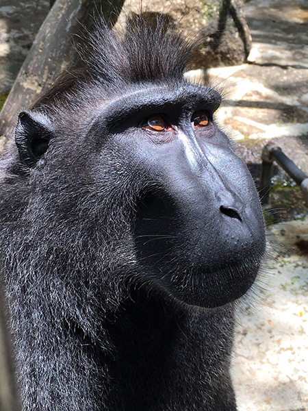 クロザルの「ジョニー」/千葉市動物公園(千葉県)