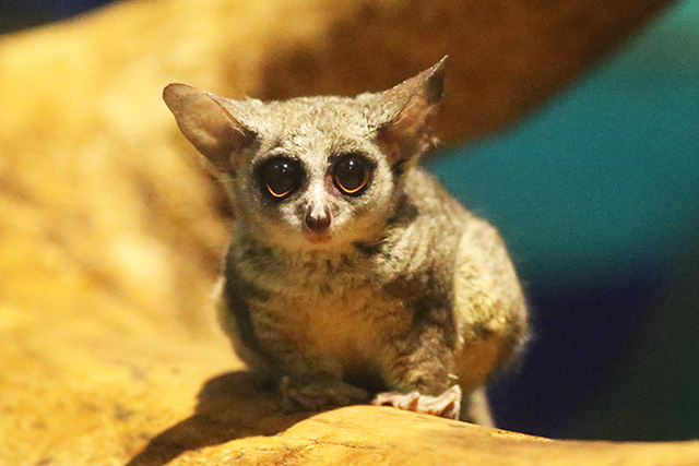 ショウガラゴ/千葉市動物公園(千葉県)
