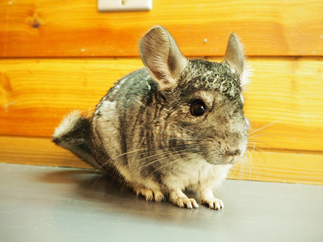 チンチラ/千葉市動物公園(千葉県)