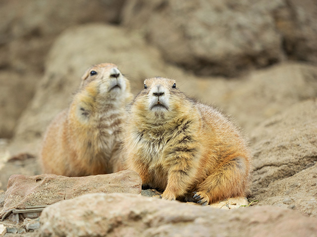 オグロプレーリードッグ/千葉市動物公園(千葉県)