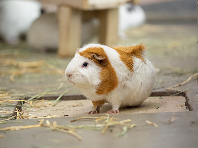 テンジクネズミ/千葉市動物公園(千葉県)