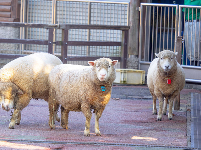 「ヤギとヒツジの広場」/千葉市動物公園(千葉県)