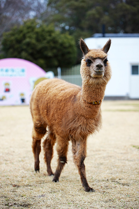 アルパカ/千葉市動物公園(千葉県)
