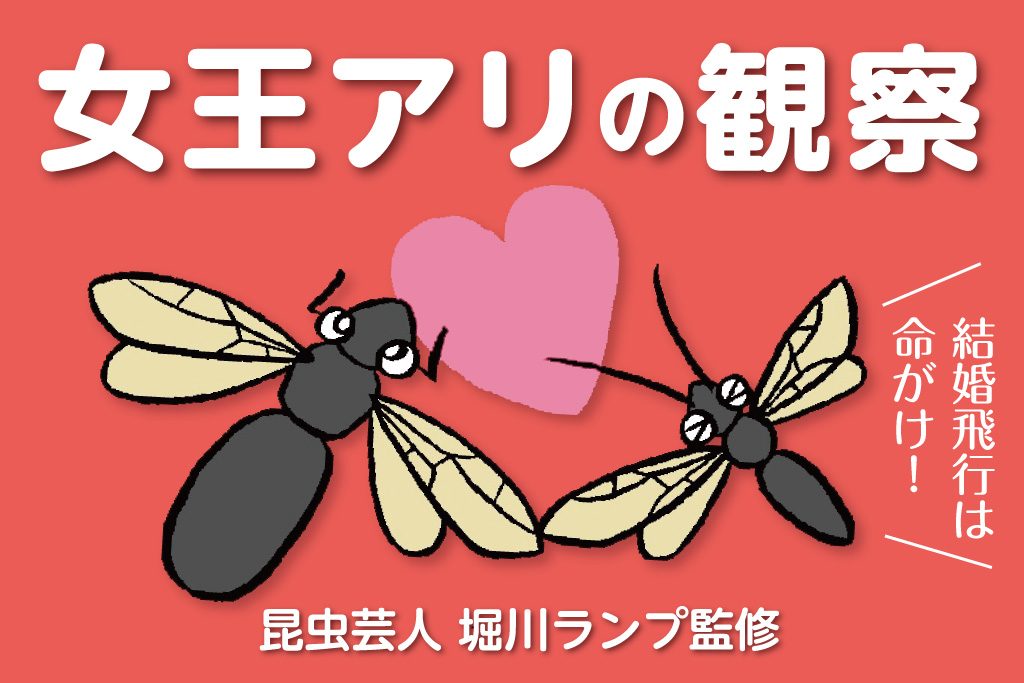 女王アリの観察